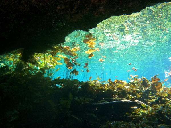 scubadiving, cenotesdiving,divingmexico